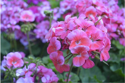 DO DEER EAT GERANIUMS?
