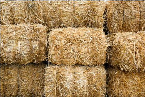 DO DEER EAT HAY?