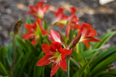 DO DEER EAT AMARYLLIS?