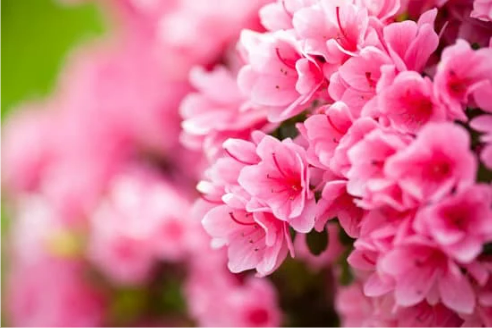 DO DEER EAT AZALEAS?