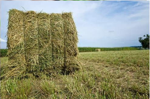 DO DEER EAT ALFALFA?