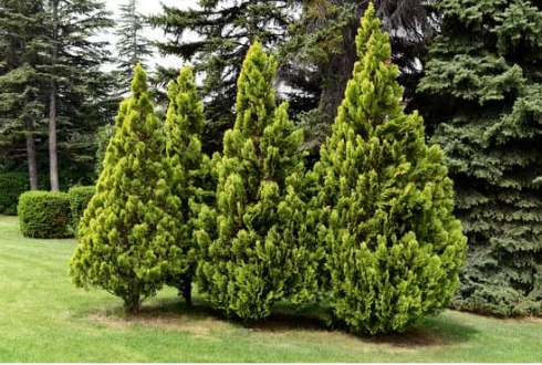 Do deer eat arborvitae?