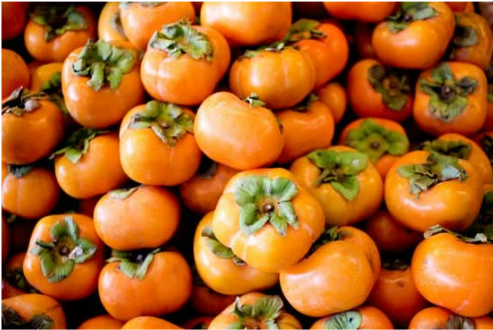 DO DEER EAT PERSIMMONS?