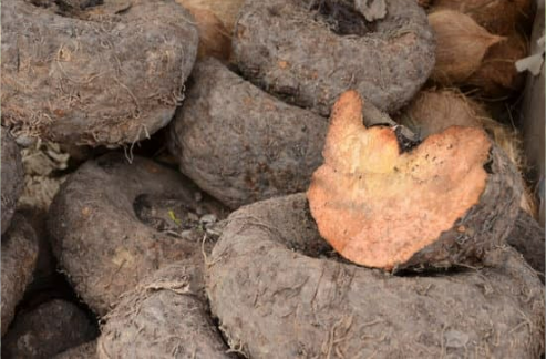 DO DEER EAT YAMS?