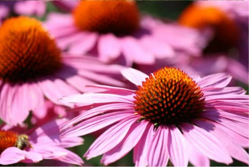 DO DEER EAT ECHINACEA?