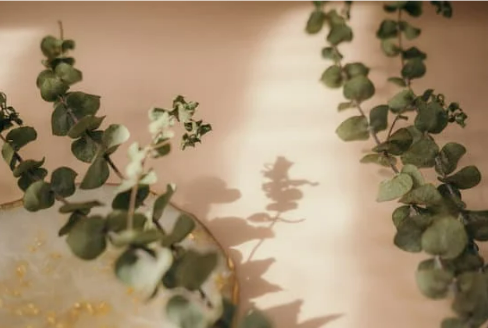 DO DEER EAT EUCALYPTUS?