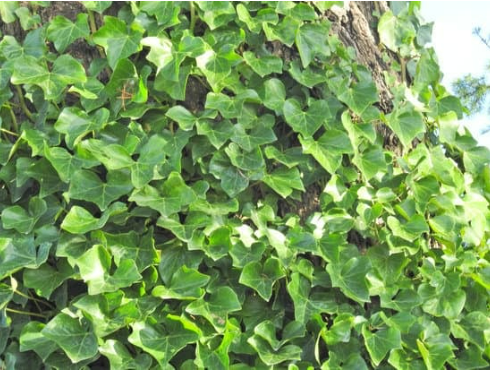 DO DEER EAT ENGLISH IVY