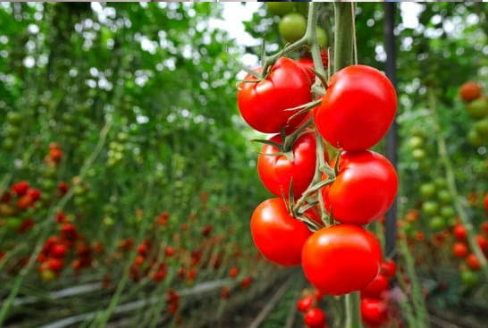 DO DEER EAT TOMATOES OFF THE VINE
