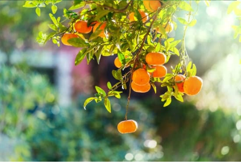 DO DEER EAT TANGERINE?