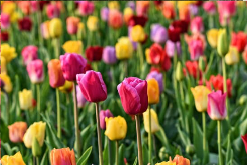 DO DEER EAT TULIPS?