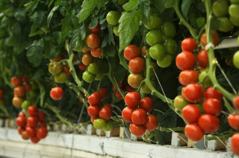 DO DEER EAT TOMATO IN THE GARDEN?