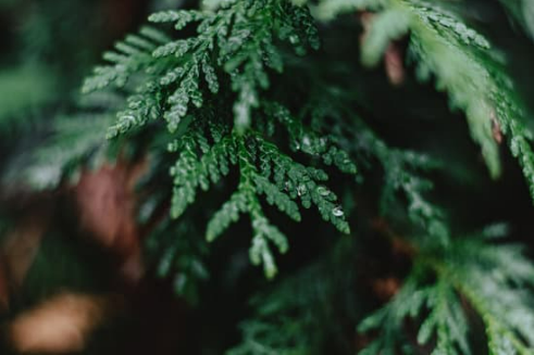 DO DEER EAT EVERGREEN TREES