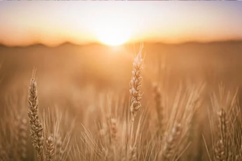 DO DEER EAT WHEAT?