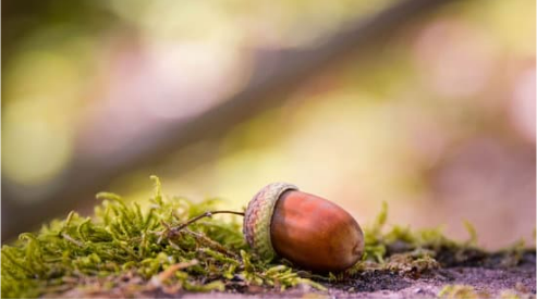 DO DEER EAT ACORNS?