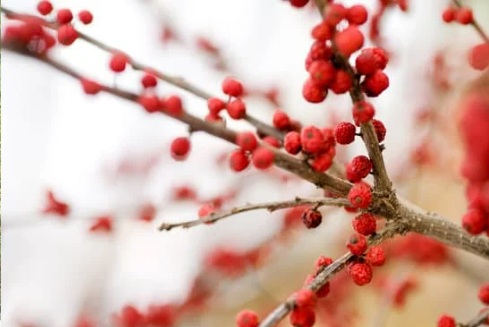 DO DEER EAT WINTER BERRY?