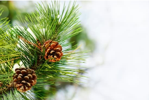 DO DEER EAT WHITE PINE