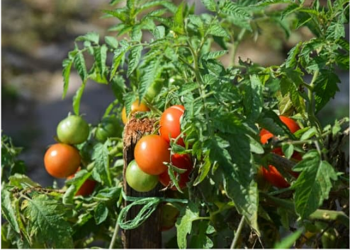 DO DEER EAT TOMATO LEAF?