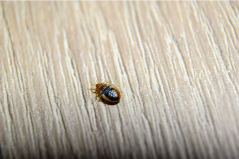 CAN YOU FEEL BED BUGS WALKING ON YOU?