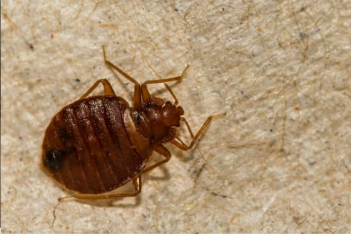 CAN THERE BE ONLY ONE BED BUG