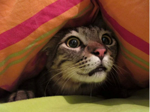 DO ULTRASONIC CAT REPELLENTS WORK?