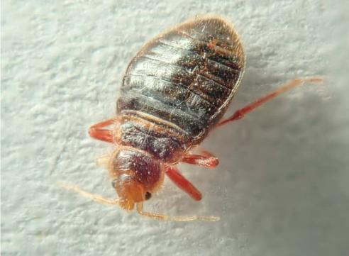 DO BED BUGS FLY?