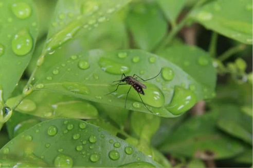 MOSQUITO BARRIER