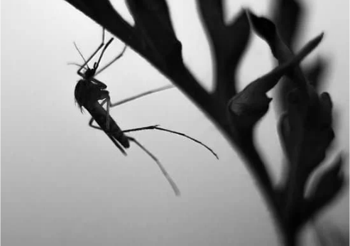 HOMEMADE MOSQUITO REPELLENT SPRAY