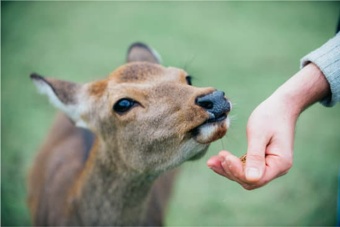 CROP PRODUCTION DEER REPELLENT