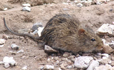 The ultimate guide to getting rid of pack rats