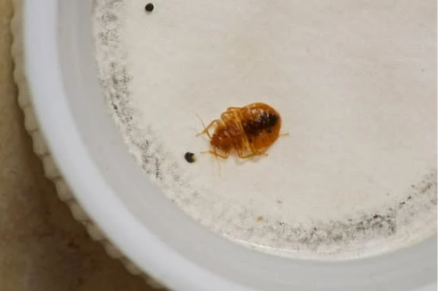 DO BED BUGS JUMP