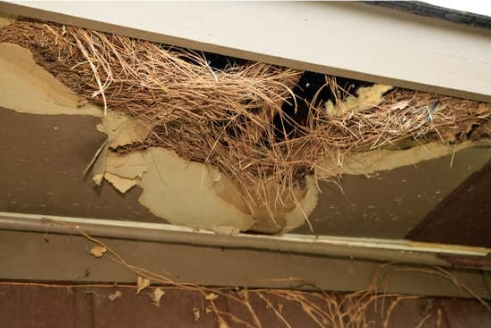 STOP SQUIRREL DAMAGE