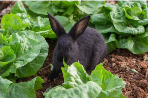 BEST RABBIT REPELLENT FOR YOUR GARDEN