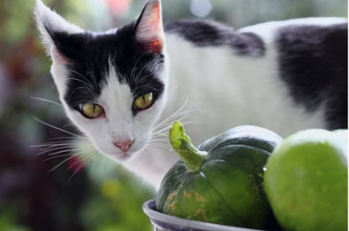 How to Repel Stray Cats from Vegetable Gardens