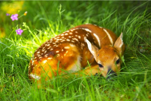 BEST DEER REPELLENT