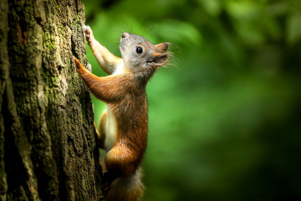 Do mothballs keep squirrels out of flower pots?
