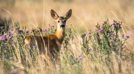 How to stop deer from damaging your yard with deer repellent concentrate