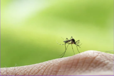 Lesser known facts about choosing the best mosquito repellent for outdoors