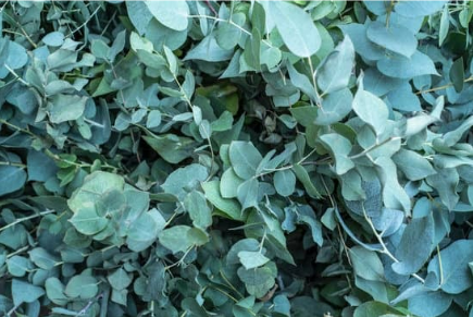Can Eucalyptus keep cats away?