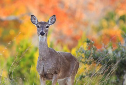 The ultimate deer prevention strategy