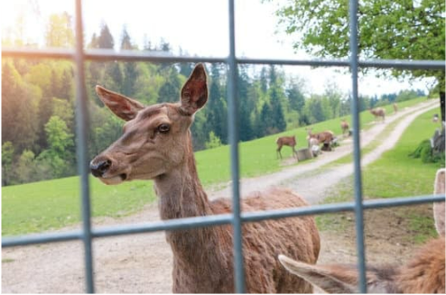 DEER FENCING