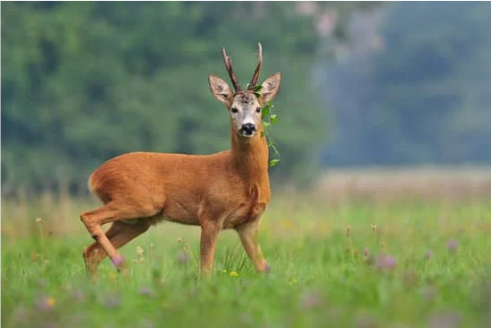 ELECTRONIC DEER REPELLENTS THAT WORK