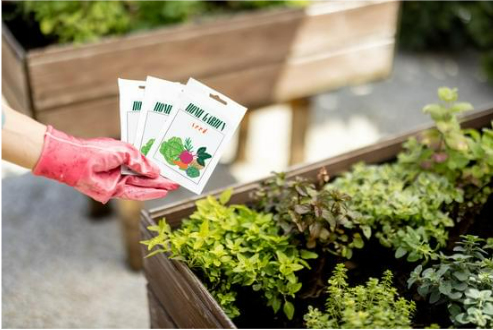 VEGETABLES WITH SEEDS