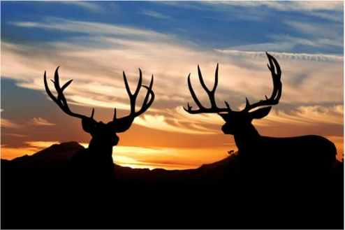 BEST DEER REPELLENTS THAT WORK BEST