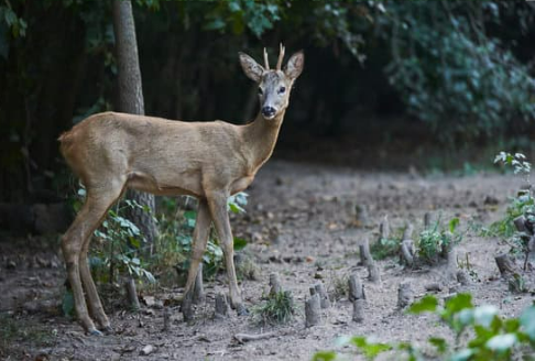 DEER REPELLENT RECIPES