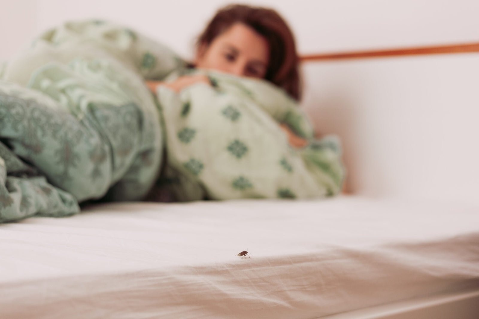 Can Bed bugs bite your scalp