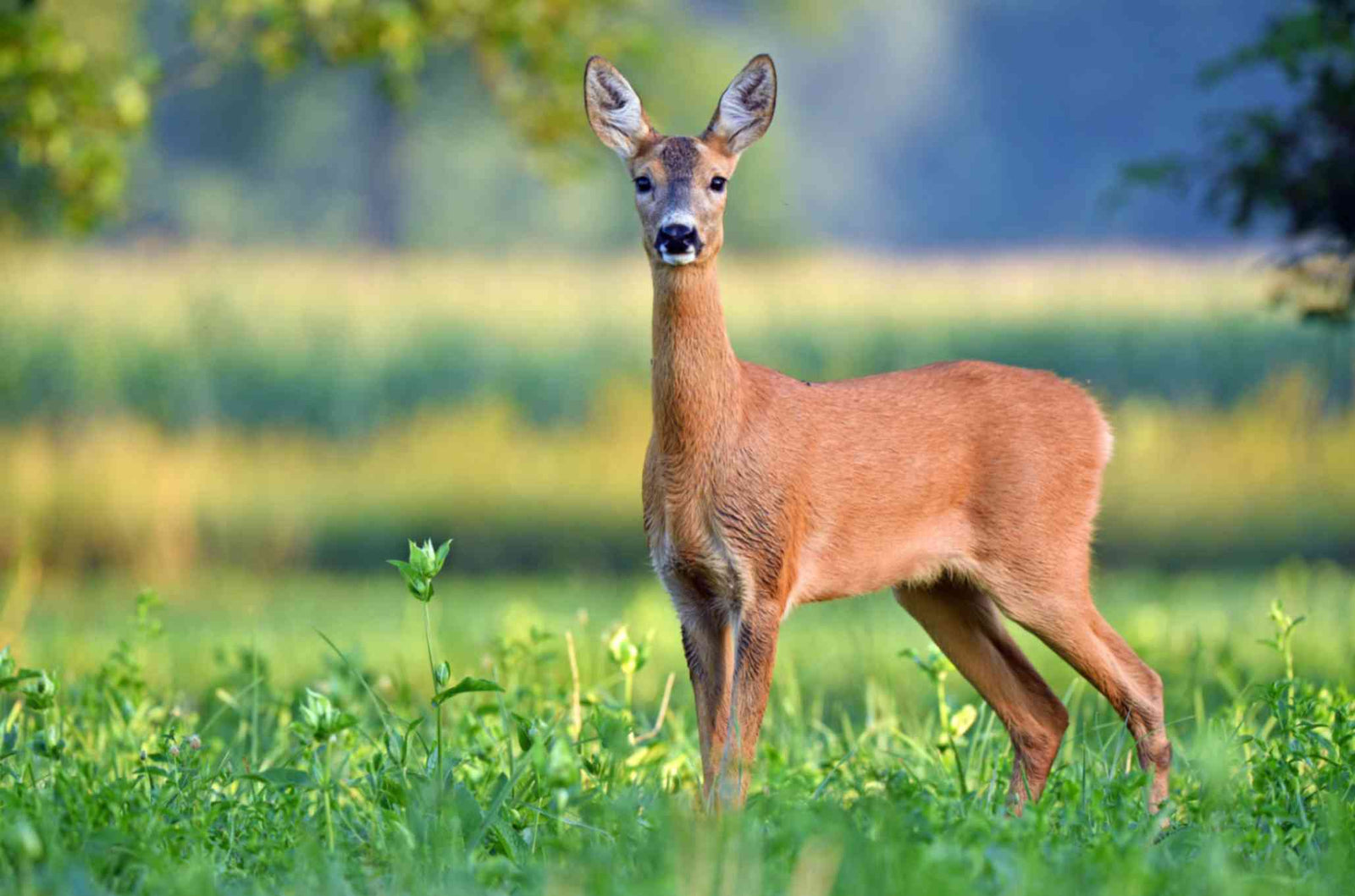 Best Deer Repellent Home Remedies
