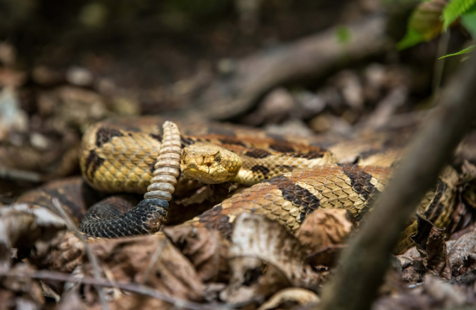 Best Rattlesnake Repellent