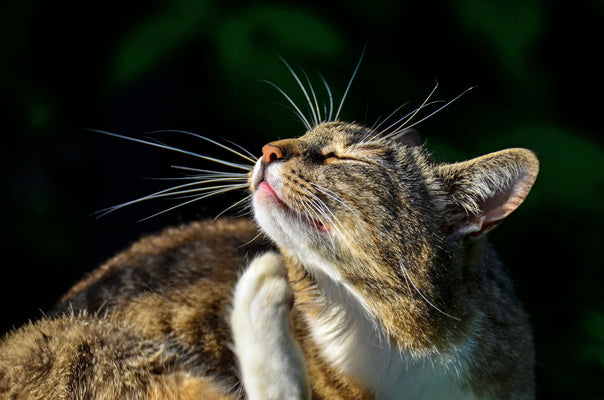 Cat Whiskers