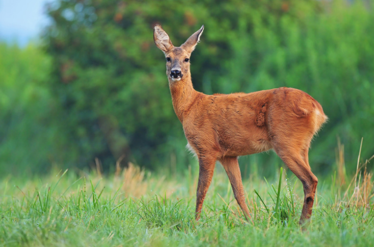 Deer Repellent Granules