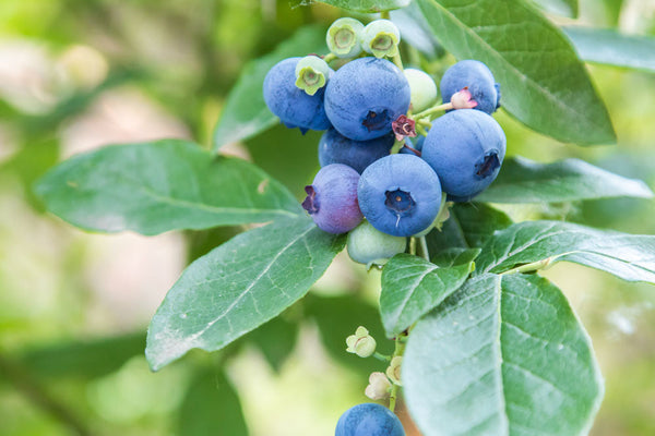 Do deer eat blueberries?